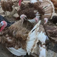 بوقلمون و جوجه مرغ|حیوانات مزرعه|مشهد, توس (بلوار توس)|دیوار