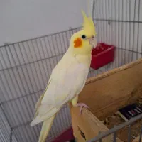 فروش عروس هلندی ۳ساله