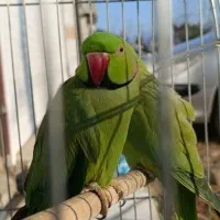 جفت مولد شاه طوطی ملنگو زیر قیمت