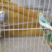 مرغ عشق|پرنده|کنگاور, |دیوار