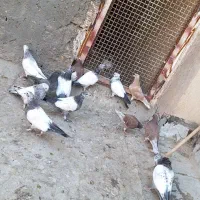کفتر جوجه آس|پرنده|قم, کیوانفر|دیوار