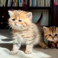 بریتیش عروسکی|گربه|کرج, گلستان|دیوار