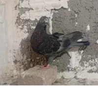 تهرانی گرفتنی