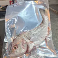 خدمات بسته بندی و فروش ماهی و میگو صید خلیج فارس|ماهی|بندرعباس, |دیوار