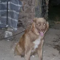 سگ قدر جونی