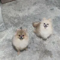 واگذاری دوعدد پامر پامرانین نرو ماده|سگ|رشت, پل تالشان|دیوار