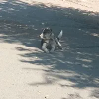 توله سگ پژدر|سگ|چگنی, |دیوار