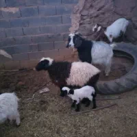 میش با بره|حیوانات مزرعه|بیرجند, |دیوار