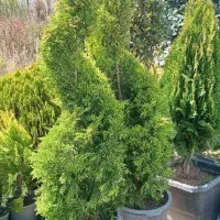 باغبانی تهران وحومه|خدمات باغبانی و درختکاری|تهران, نیاوران|دیوار