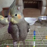 عروس هلندی گمشده خورموج