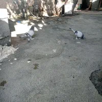 دو عدد کبوتر شقشقی|پرنده|سیوان, |دیوار