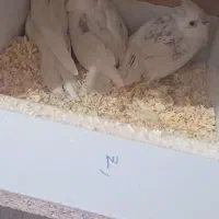 البینو.عروس هلندی البینو باجوجه  .عروس هلندی جوجه.