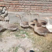 قو غاز