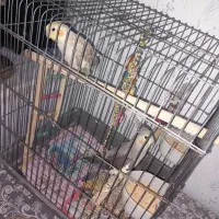 عروس هلندی نر و ماده بالغ