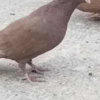 ماده ابادانی