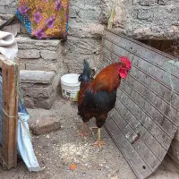 خروس محلی|حیوانات مزرعه|نیشابور, امام خمینی|دیوار