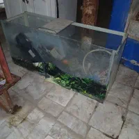 آکواریم با لوازم کامل|ماهی|قم, نیروگاه|دیوار