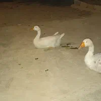 فروش غاز شمالی