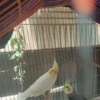 عروس هلندی