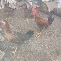 سوسنگردروستای شهرک مرعی|حیوانات مزرعه|سوسنگرد, |دیوار