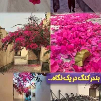 همسفر جنوب|فعالیت داوطلبانه|شهرکرد, |دیوار