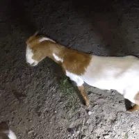 گوسفند مامعله میکنم با متور