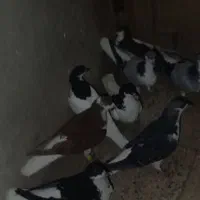 کبوتر یا کفتر