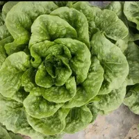 کاهو رسمی صادراتی درجه یک