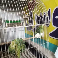 سهره زیبا|پرنده|قم, نیروگاه|دیوار