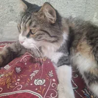 واگذاری رایگان گربه
