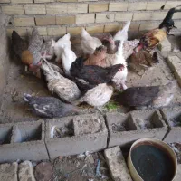 مرغ محلی|حیوانات مزرعه|دوگنبدان, |دیوار