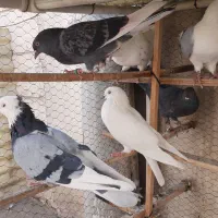 کفتر ه  کبوتر|پرنده|تهران, افسریه جنوبی|دیوار