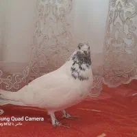 کله دم و پلاکی|پرنده|کارزان, |دیوار