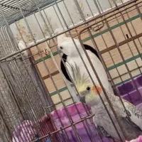 یک جفت عروس هلندی