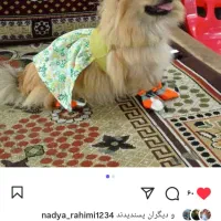 توله سگ پامر ییگنیز عروسک توله|سگ|گنبد کاووس, |دیوار