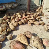 چغندر|حراج|نیشابور, فردوس شمالی|دیوار