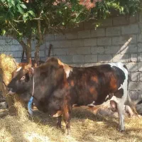 یک رآس ورزای چاپلوسی پلنگ