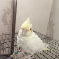 عروس هلندی ماده