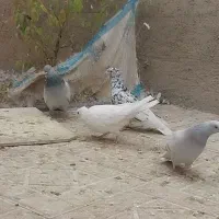 کفتر سینه و دمبی و دم سفید