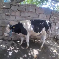 گوساله