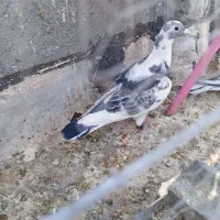 چهارتا کفتر همه نر
