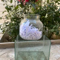 اکواریوم ماهی ۲ عدد سالم
