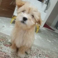 سگ پامر شیتزو نر 2 ماهه