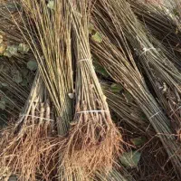 فروش صنوبر یارانه‌ای فقط 20 تومان در نهالستان