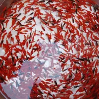 ماهی قرمز(ماهی گلی شب عید)