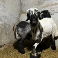 فروش گوسفند زنده کهره و بره ه|حیوانات مزرعه|شیراز, کفترک|دیوار