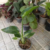 فروش خانگی و تخفیف اخر بار