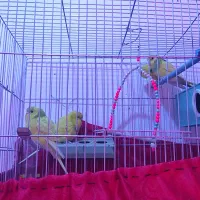 3عدد مرغ عشق