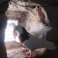 کفتر گله ای