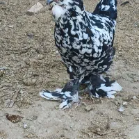 مرغ و خروس سلطان تخم گذار